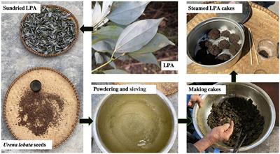 Lindera pulcherrima var. attenuata leaves: a nutritious and economically promising staple food in the Baiku Yao community in China